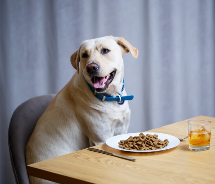 A dog sitting at a table with a plate of food