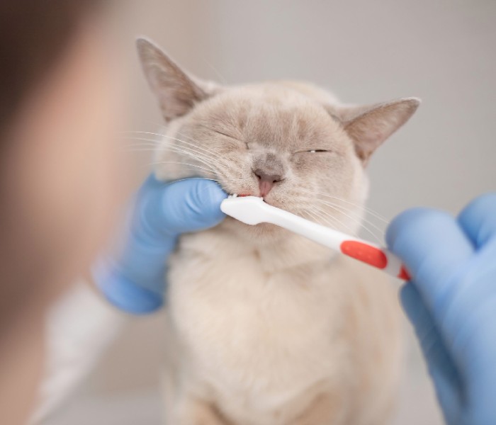 A person brushing a cat's teeth