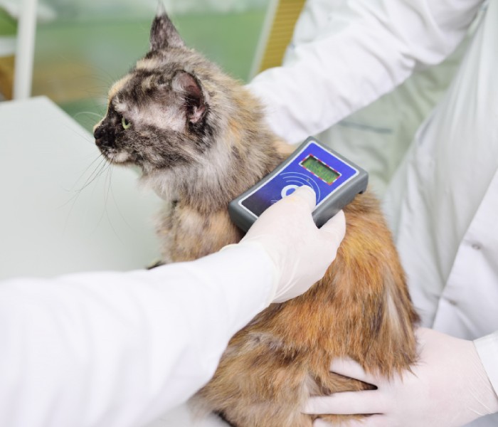 A person holding a device to check the back of a cat