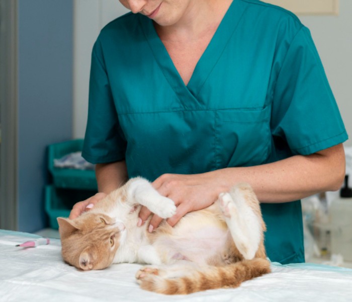 A person in a scrubs holding a cat