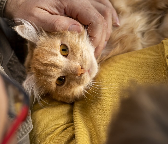 A person petting a cat