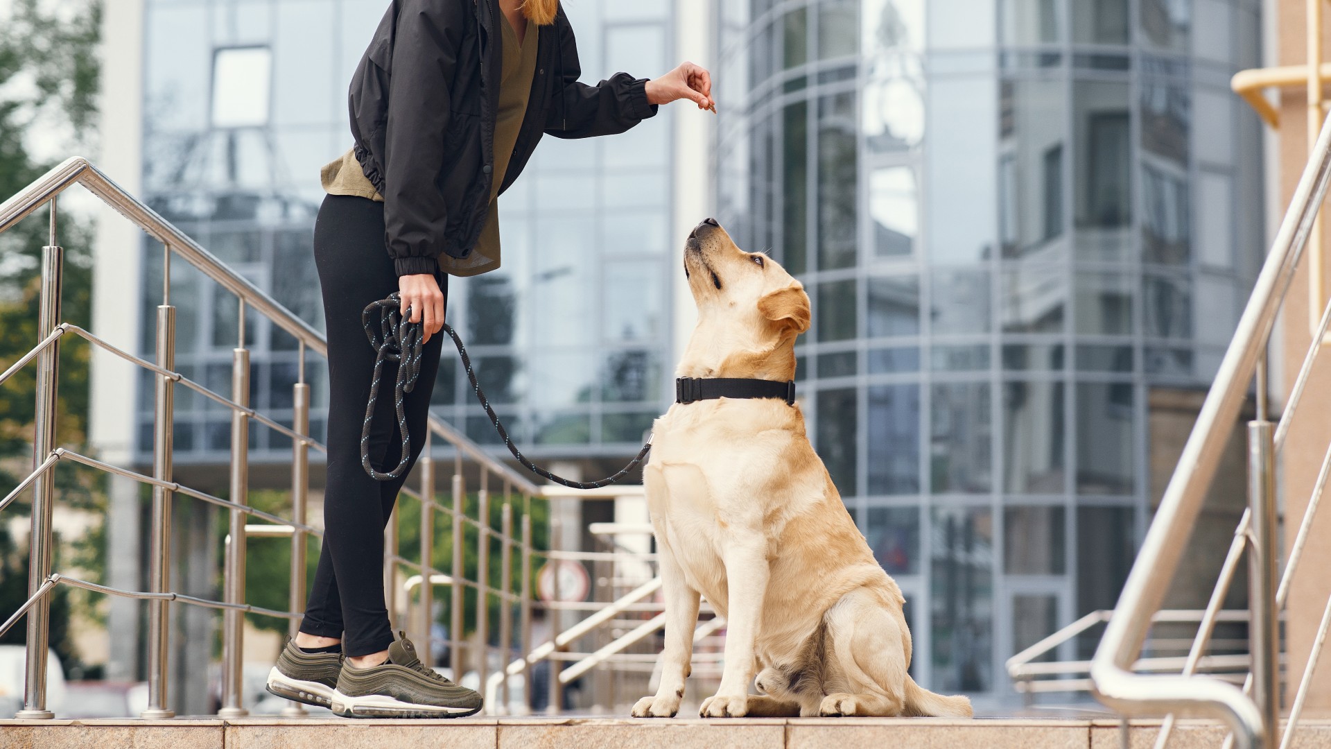 Pet Boarding In Durham, NC 27713 Tyson Animal Hospital