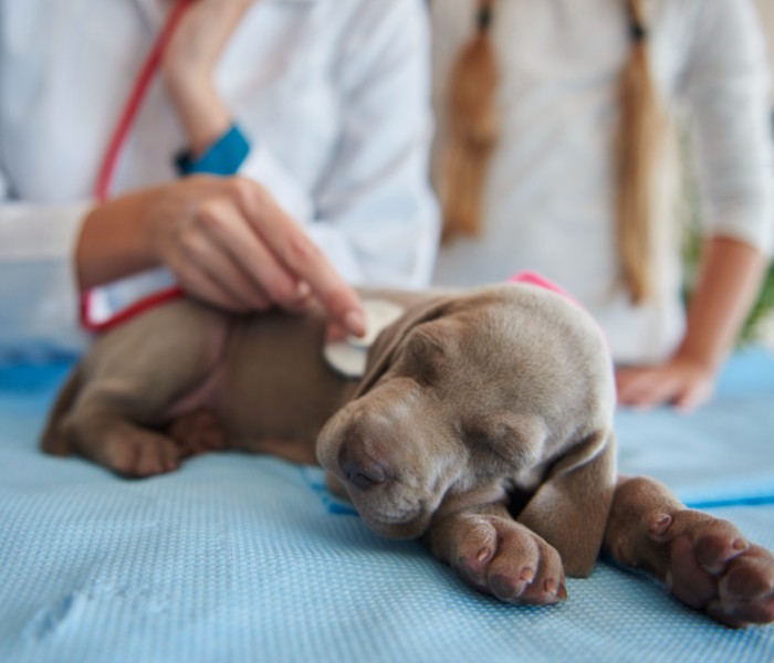 A veterinarian using a stethoscope to check the temperature of a puppy