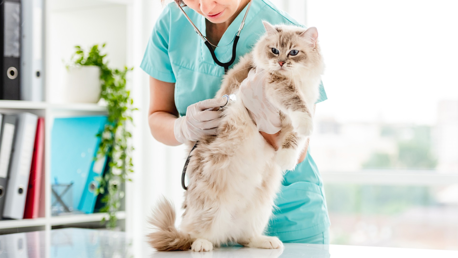 Feline Hyperthyroid Treatment In Durham, NC 27713 | Tyson Animal Hospital