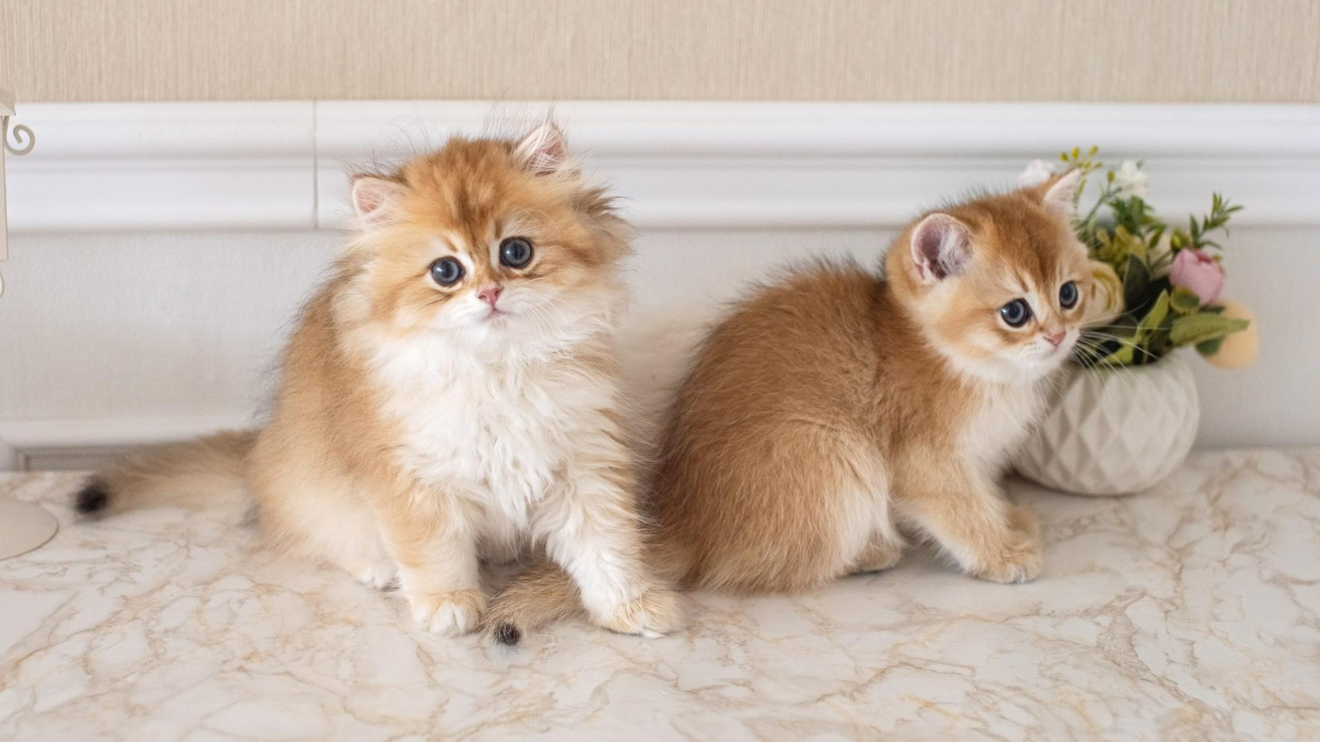 Veterinarian Reviews In Durham, NC 27713 Tyson Animal Hospital