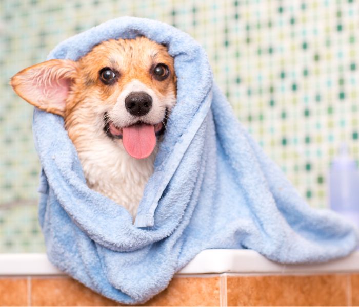 dog wearing towel after bath