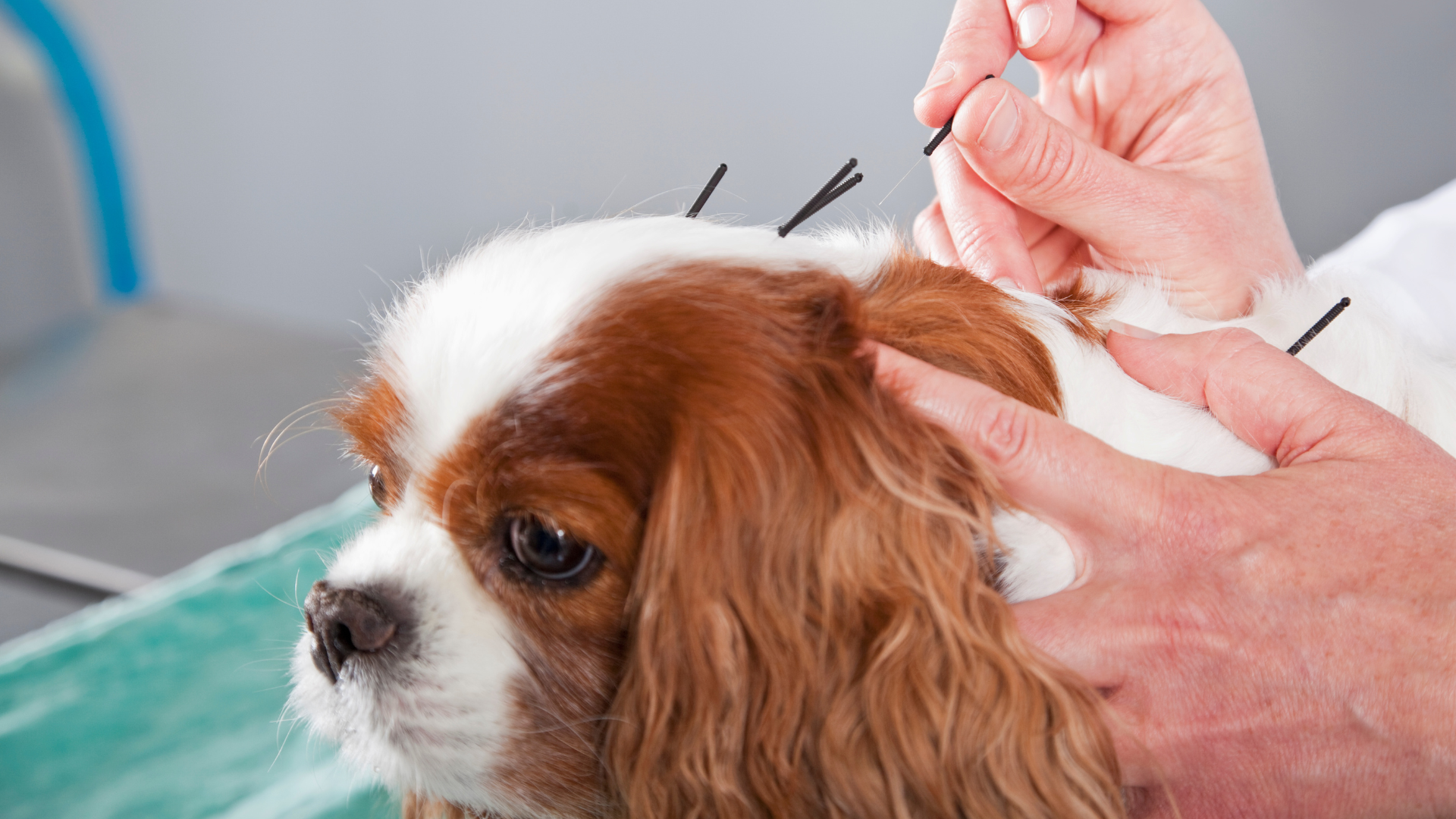 Mental stimulation for Dogs, Animal Hospital in Durham, NC